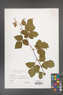 Rubus caesius [KOR 29869]