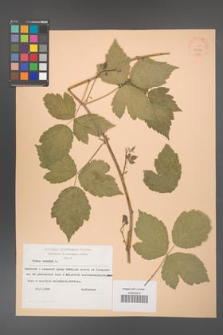 Rubus caesius [KOR 23838]