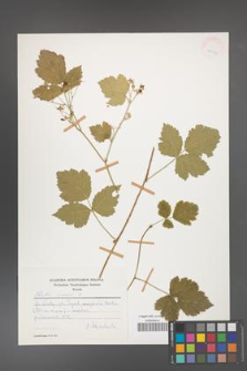 Rubus caesius [KOR 28067]