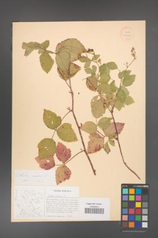Rubus caesius [KOR 27061]