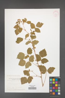 Rubus caesius [KOR 42998]