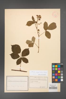 Rubus corylifolius [KOR 18511]