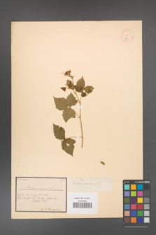 Rubus caesius [KOR 18489]