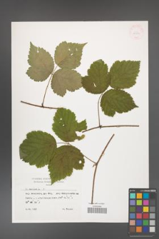 Rubus caesius [KOR 29887]
