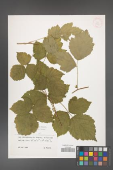 Rubus caesius [KOR 29875]