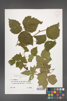 Rubus caesius [KOR 29885]