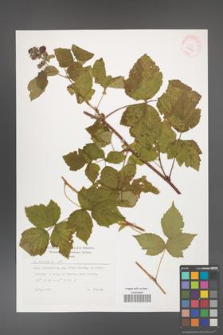 Rubus caesius [KOR 29891]
