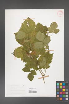 Rubus caesius [KOR 31155]