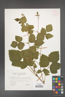 Rubus caesius [KOR 26063]