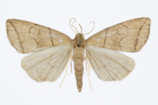 Herminia grisealis