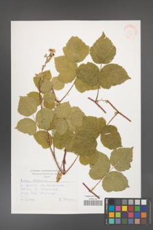 Rubus caesius [KOR 30523]