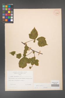 Rubus caesius [KOR 29834]