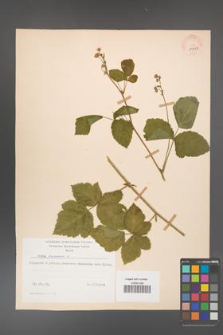 Rubus caesius [KOR 29859]