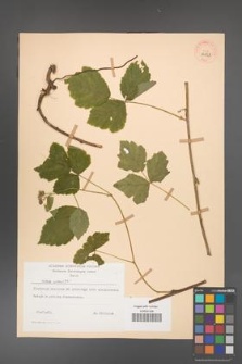Rubus caesius [KOR 29858]