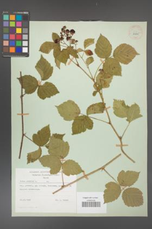 Rubus caesius [KOR 29825]