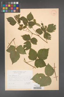 Rubus caesius [KOR 29832]