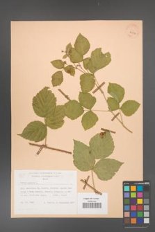 Rubus caesius [KOR 29816]