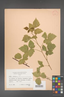 Rubus caesius [KOR 22856]