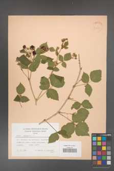 Rubus caesius [KOR 22855]