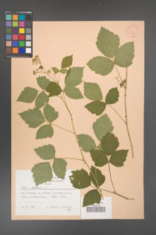 Rubus caesius [KOR 22845]