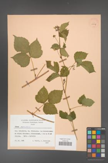 Rubus caesius [KOR 29815]