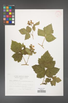 Rubus caesius [KOR 29480]