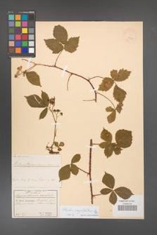 Rubus corylifolius [KOR 18613]