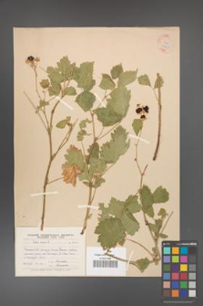 Rubus caesius [KOR 18500]