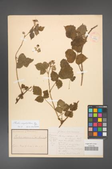Rubus corylifolius [KOR 18499]