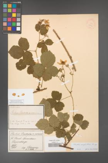 Rubus corylifolius [KOR 18541]