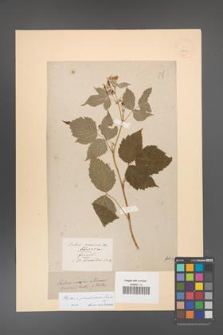 Rubus pseudidaeus [KOR 18508]