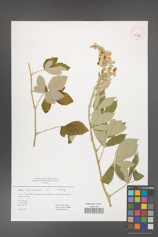 Rubus canescens [KOR 45032]