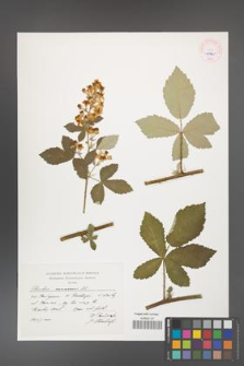 Rubus canescens [KOR 45345]