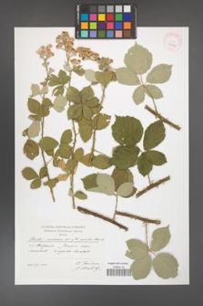Rubus canescens [KOR 43142]