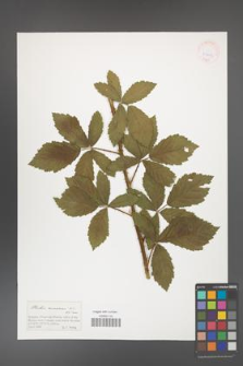 Rubus canescens [KOR 41405]