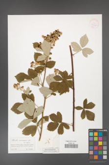 Rubus canescens [KOR 41404]