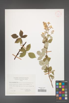 Rubus canescens [KOR 17625]