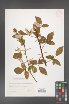 Rubus canescens [KOR 27611]