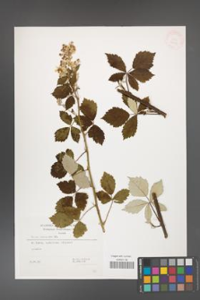 Rubus canescens [KOR 32497]