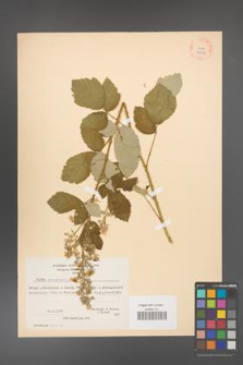 Rubus canescens [KOR 27058]