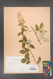 Rubus canescens [KOR 30583]