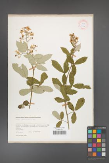 Rubus canescens [KOR 27044]