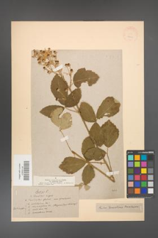 Rubus canescens [KOR 18641]