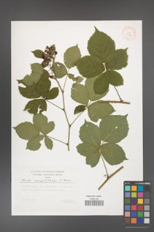 Rubus camptostachys [KOR 29514]