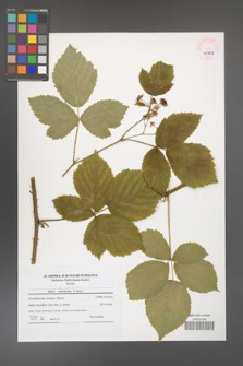 Rubus camptostachys [KOR 45952]