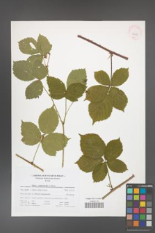 Rubus camptostachys [KOR 41458]