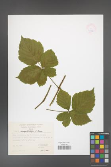 Rubus camptostachys [KOR 47396]