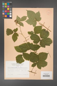 Rubus camptostachys [KOR 28054]