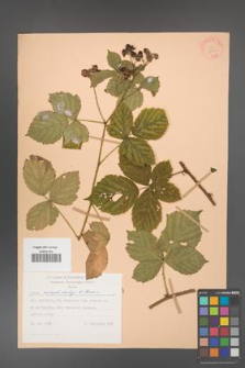 Rubus camptostachys [KOR 28003]