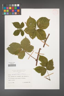Rubus camptostachys [KOR 28002]
